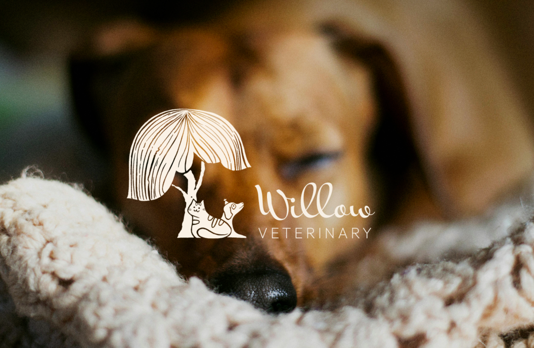 Willow veterinary brand case study preview