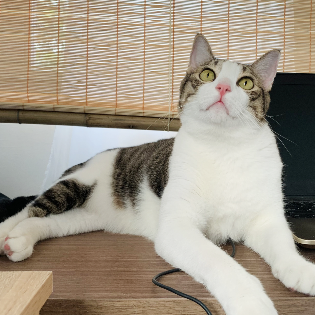 A cat relaxing indoors