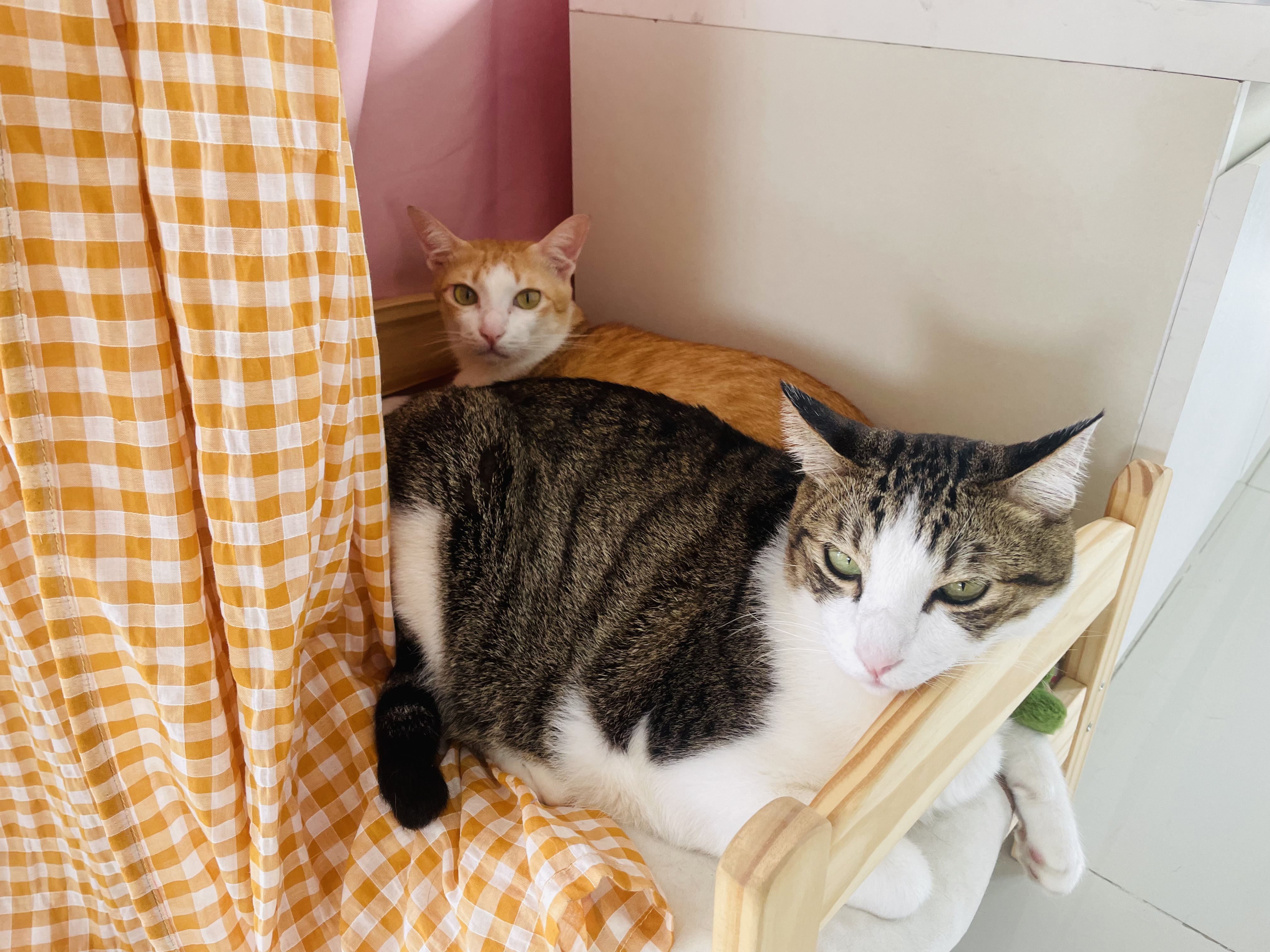 A cat beside an orange curtain