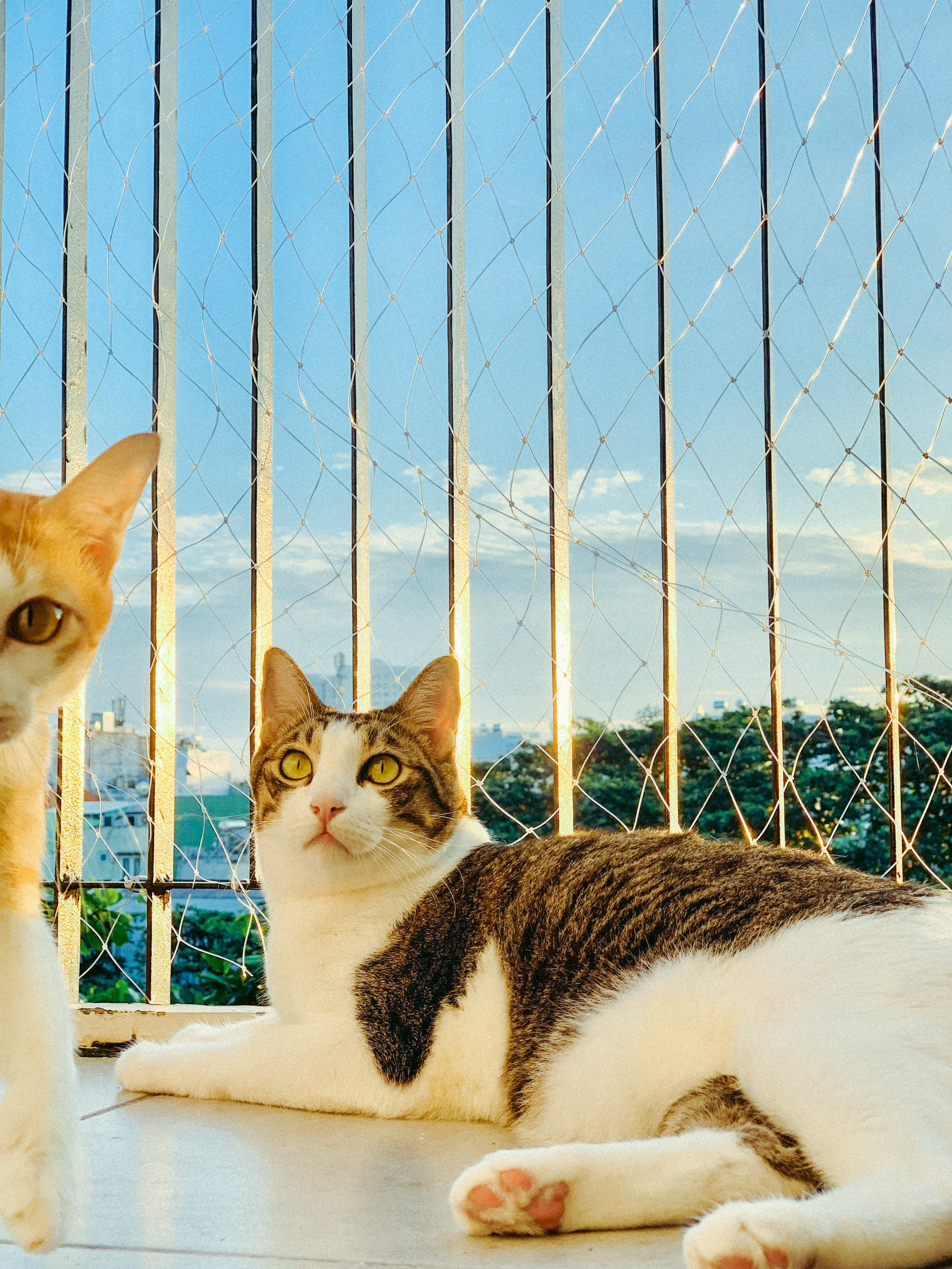 A cat looking through a window