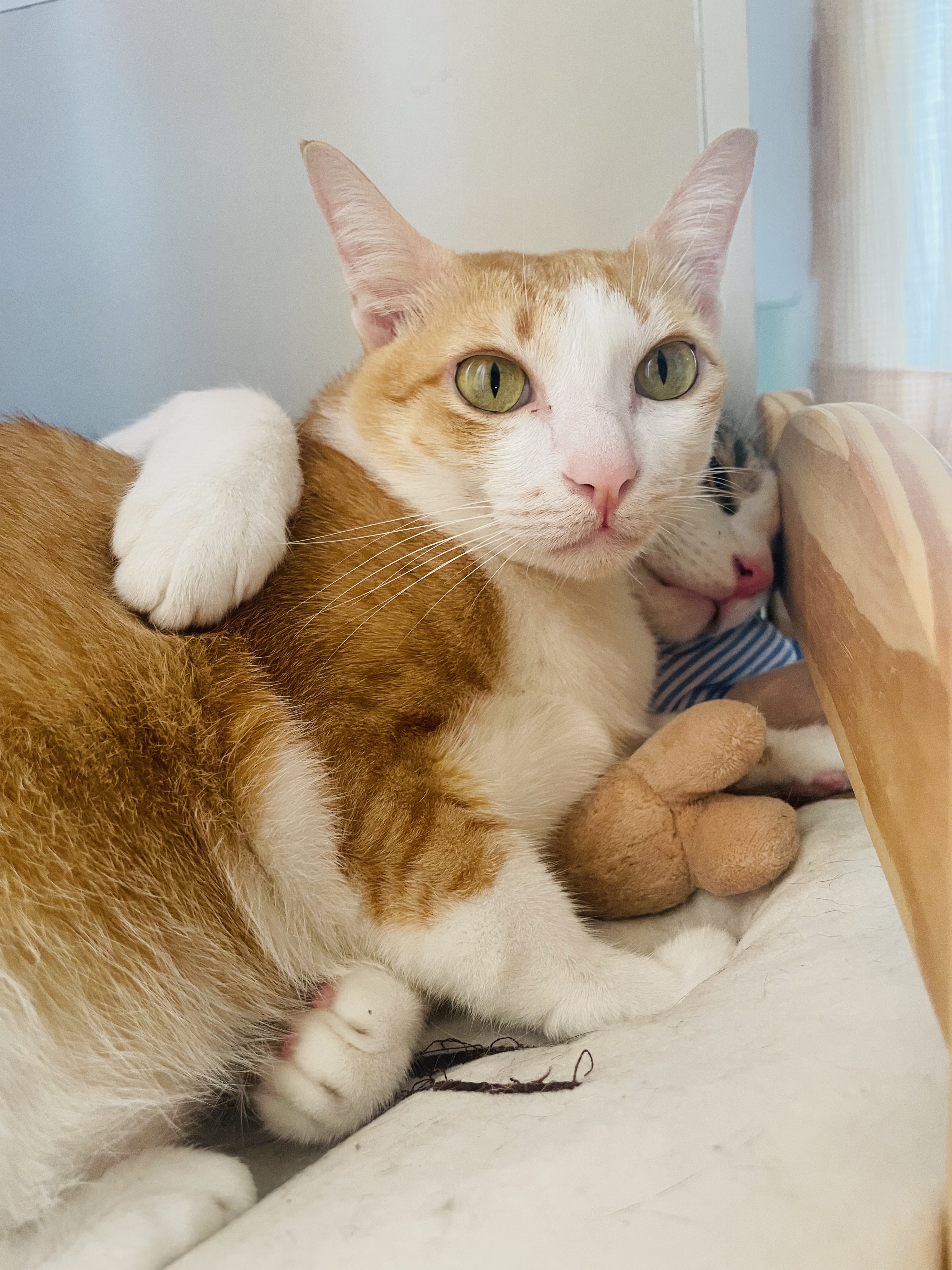 A cat resting beside a person