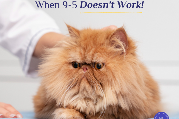 Persian cat at veterinary clinic exam representing pet care appointments and flexible booking hours beyond 9 to 5
