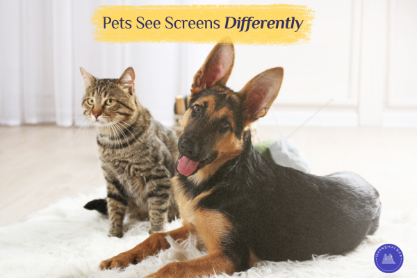 A German Shepherd and a tabby cat sitting together on a fluffy white rug in a bright living room, used to illustrate how pets see screens differently for a pet business fun fact post.