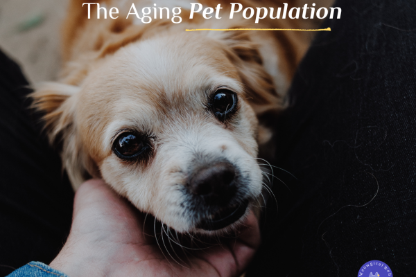 Infographic showing the senior pet population is growing faster than any other segment with statistics about aging pets needing specialized care