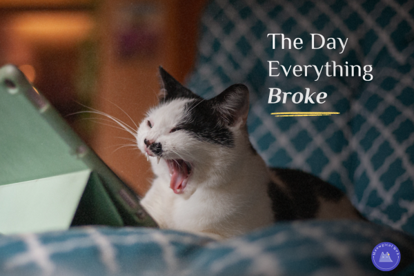 Shocked cat with mouth open representing pet business owner panic when website crashes and technical difficulties occur