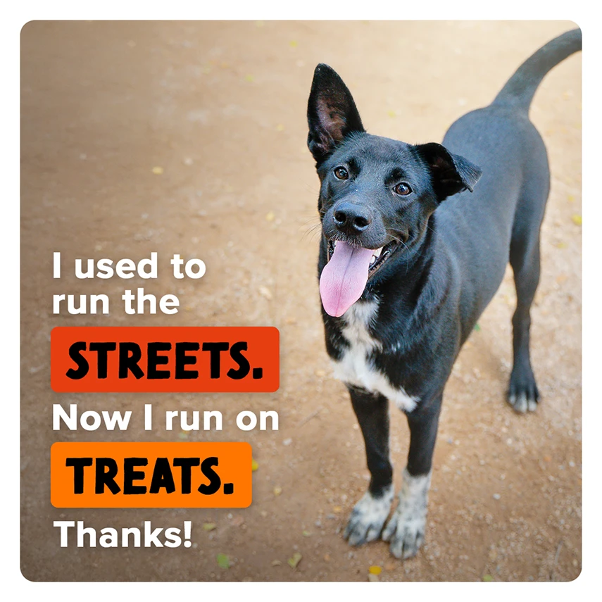 A rescued pet supported by animal care donations