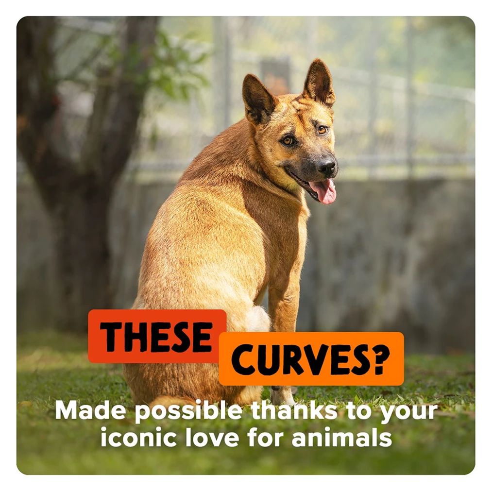 A rescued pet receiving care and support