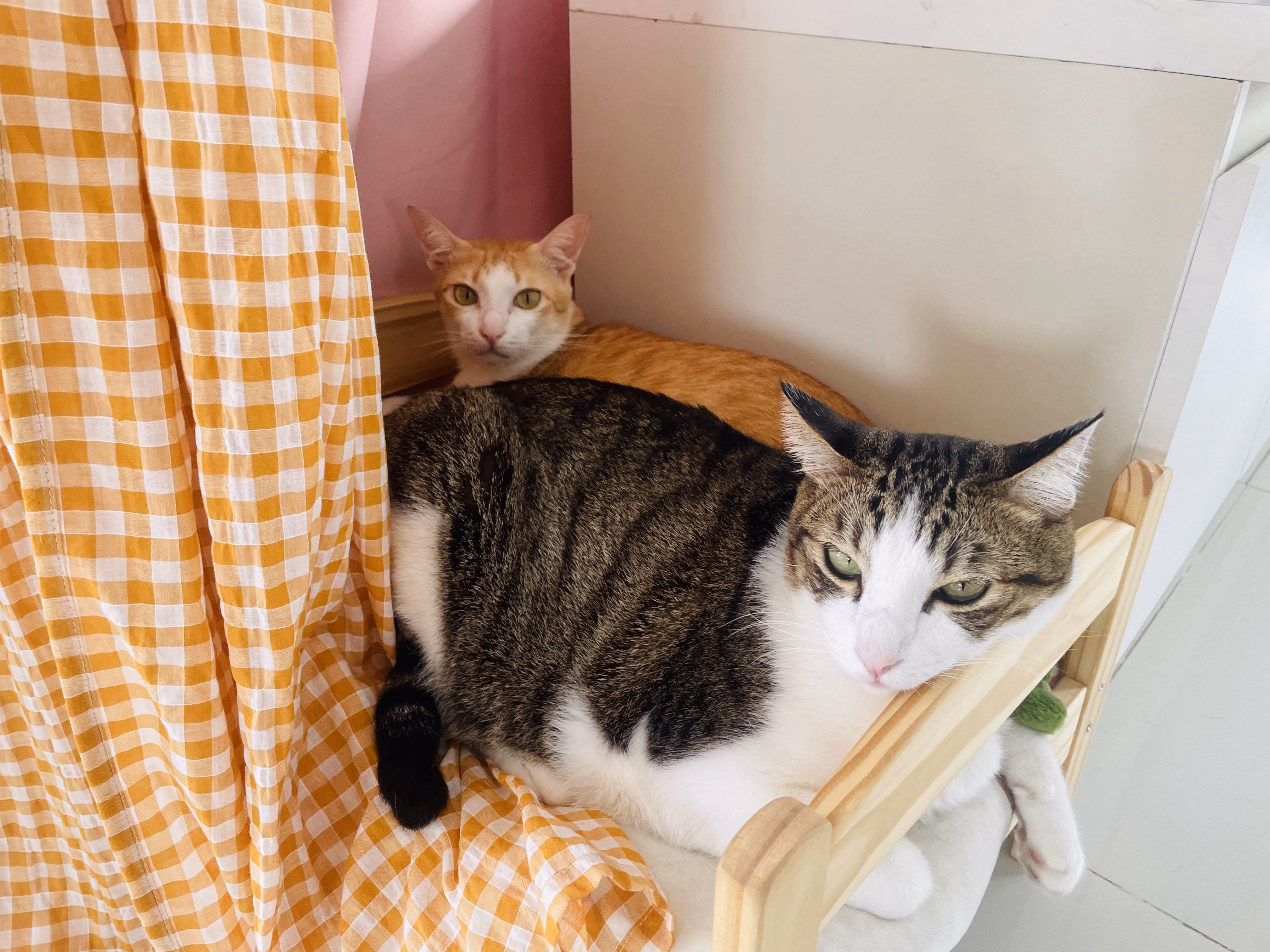 A cat beside an orange curtain