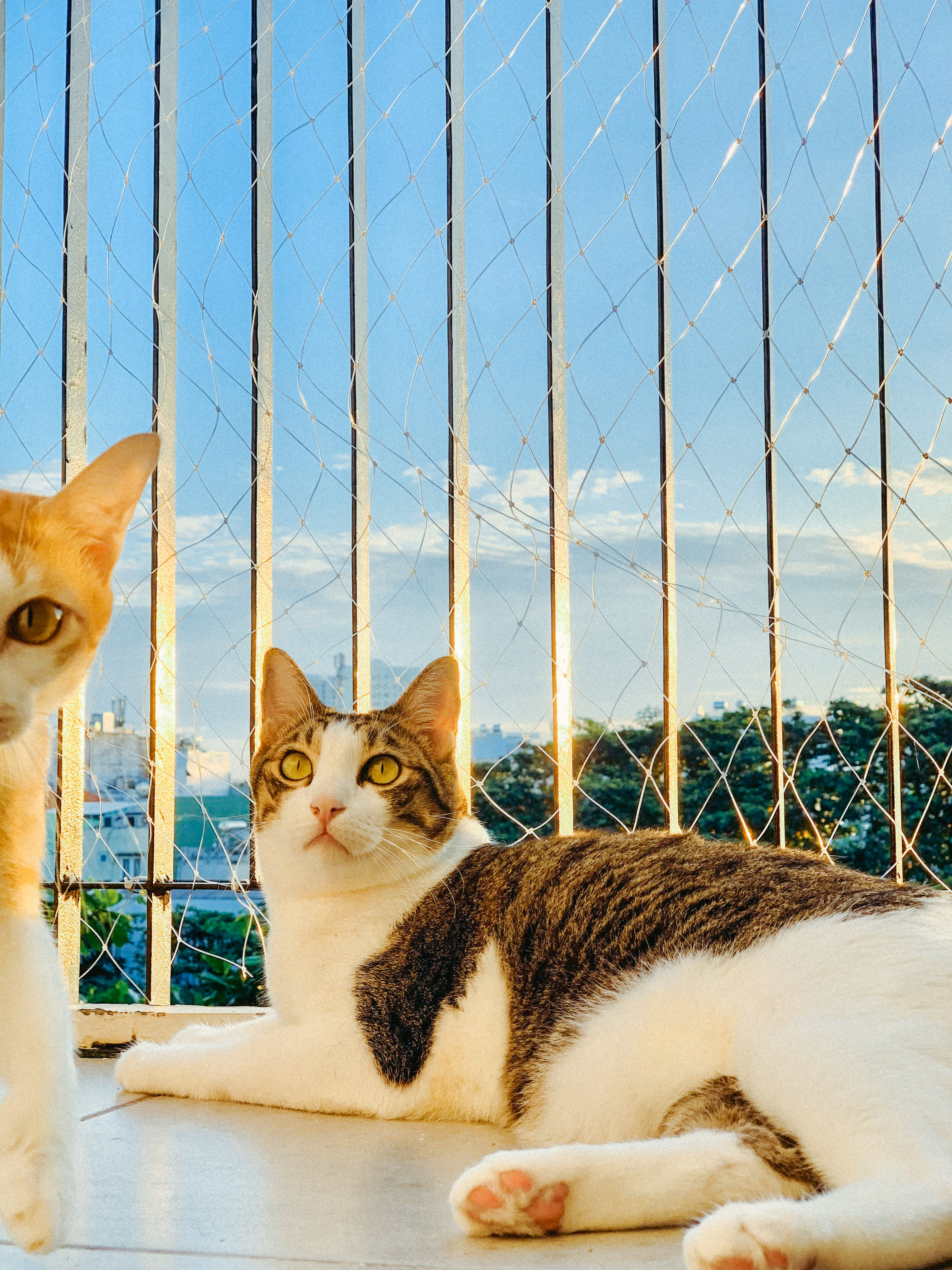 A cat looking through a window
